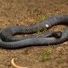Pakobra paskovana - Notechis scutatus - Tiger snake 8102